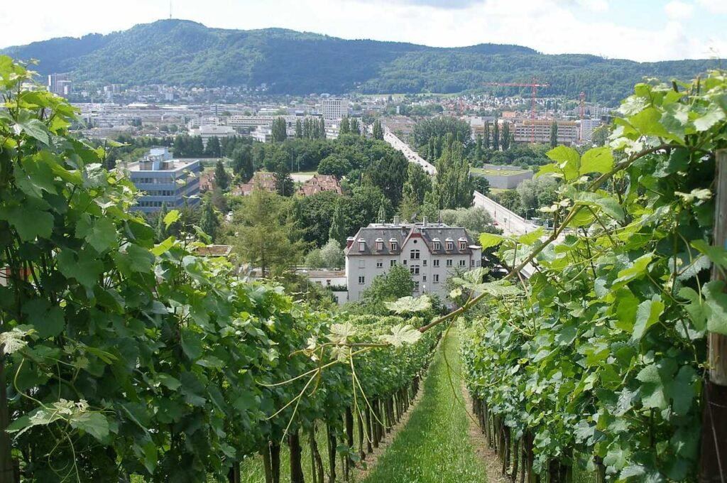 Rebberg Höngg Blick auf die Europabrücke